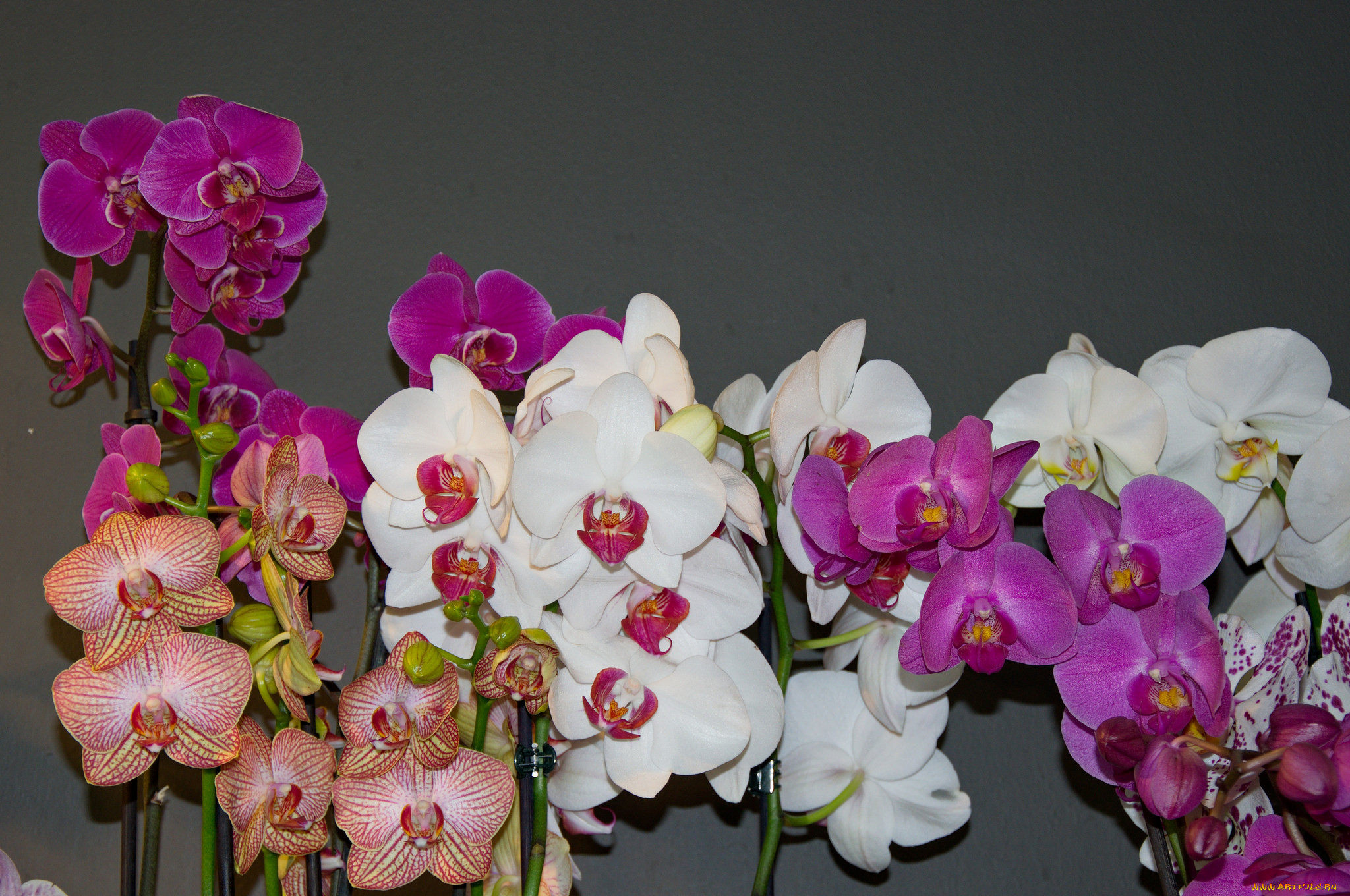 , , bloom, orchid, bright, petals, , , , 